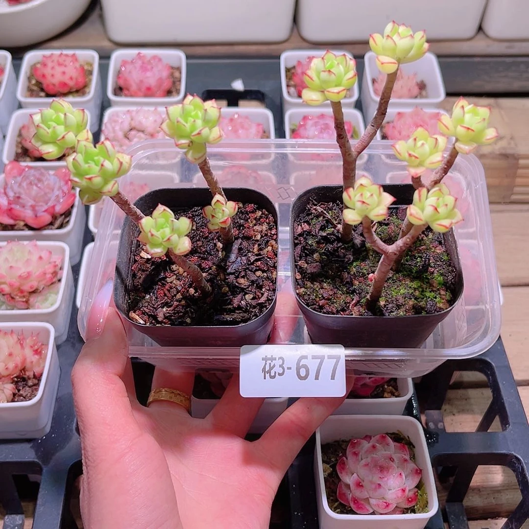 花利美3-677酥皮鸭2颗