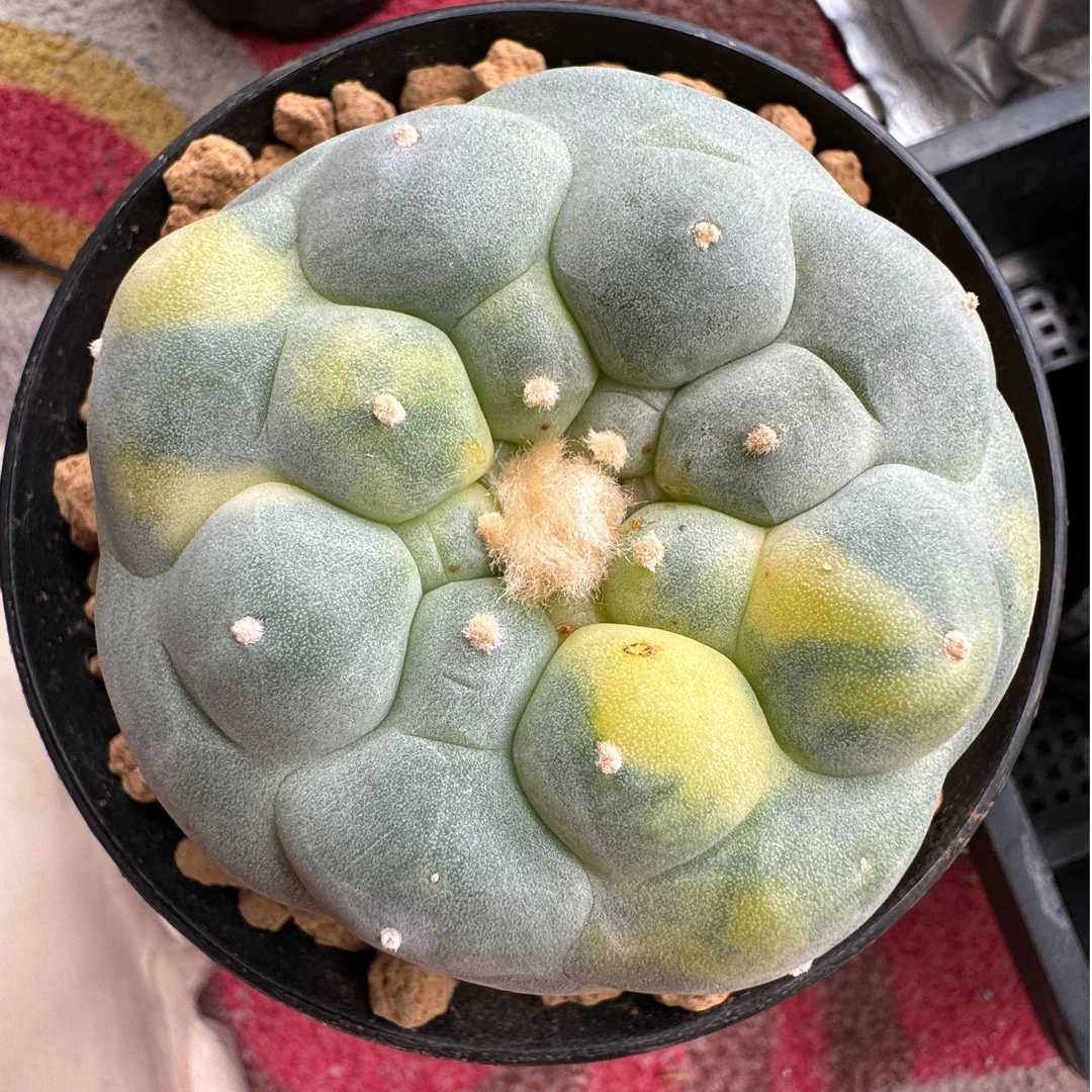 【仙人球籽籽】大U型佛头锦籽籽 250302004