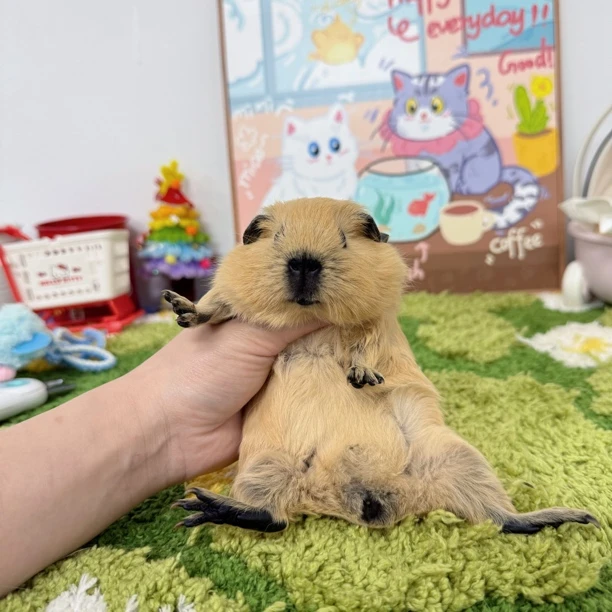 黄加州妹妹 旋背 顺丰包邮