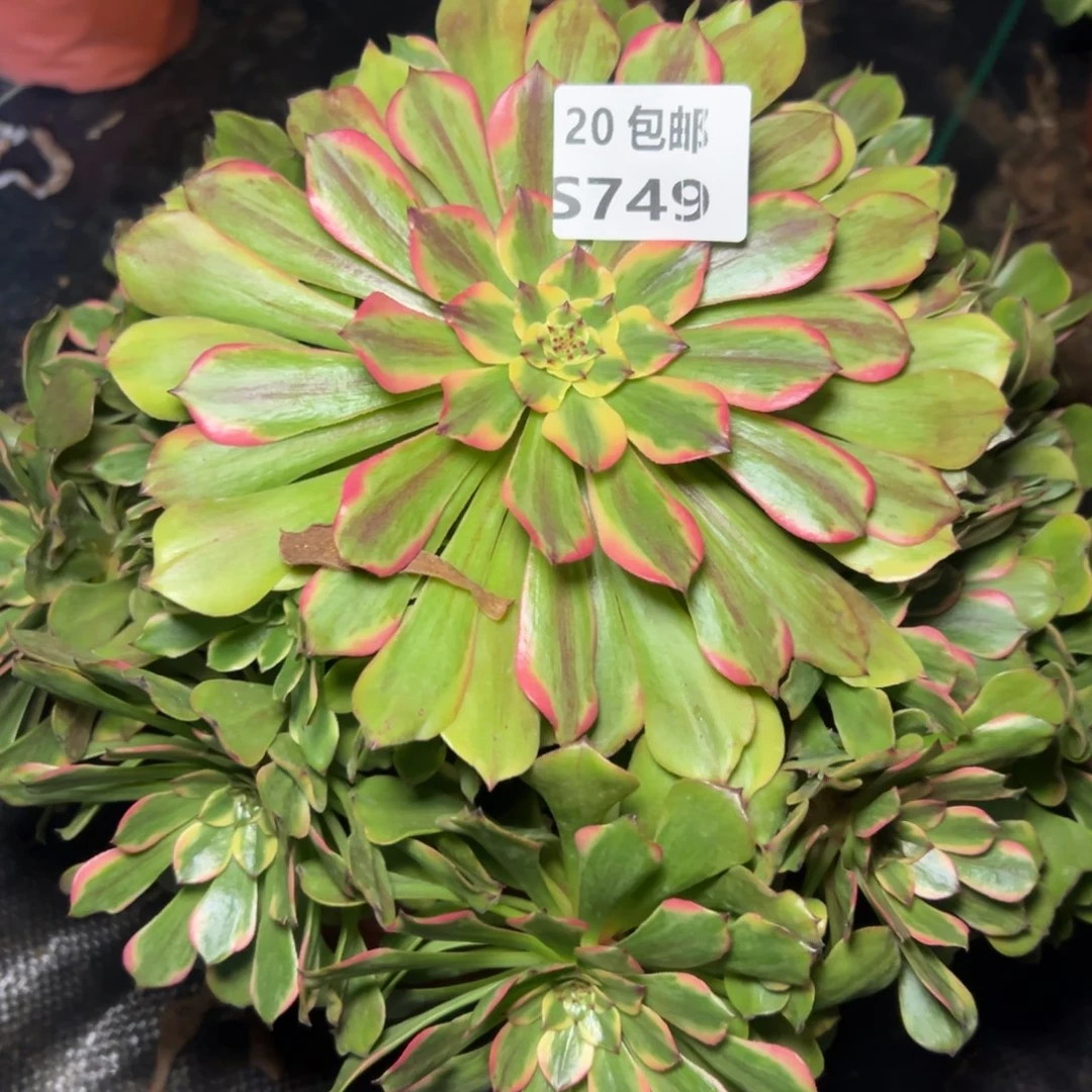 749潘多拉，多肉法师