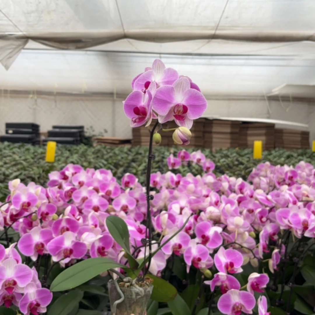 蝴蝶兰【情人二代】室内花卉2.8寸杯带花朵单株单梗