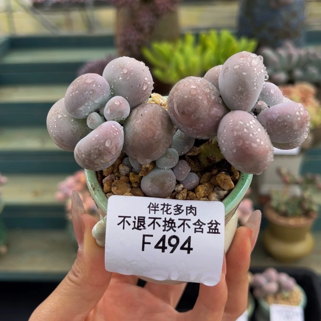 494-芭比奶多肉8cm多肉