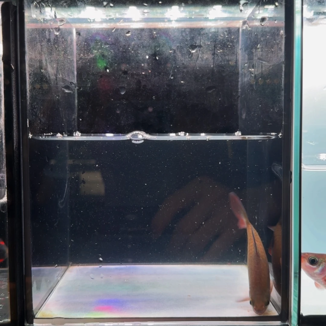 海水彩虹道人0005