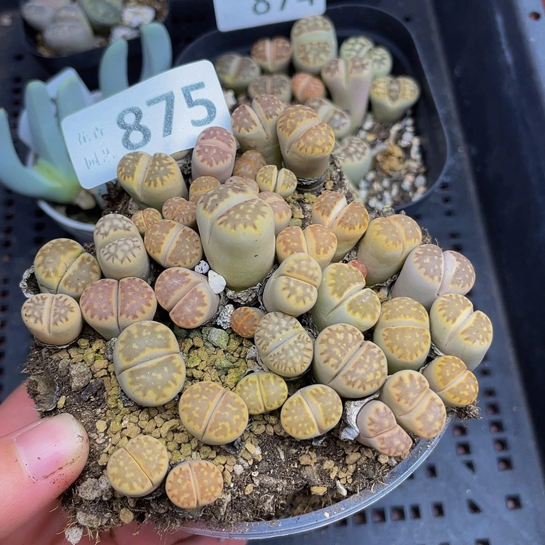 8750000000000花花花花谷花