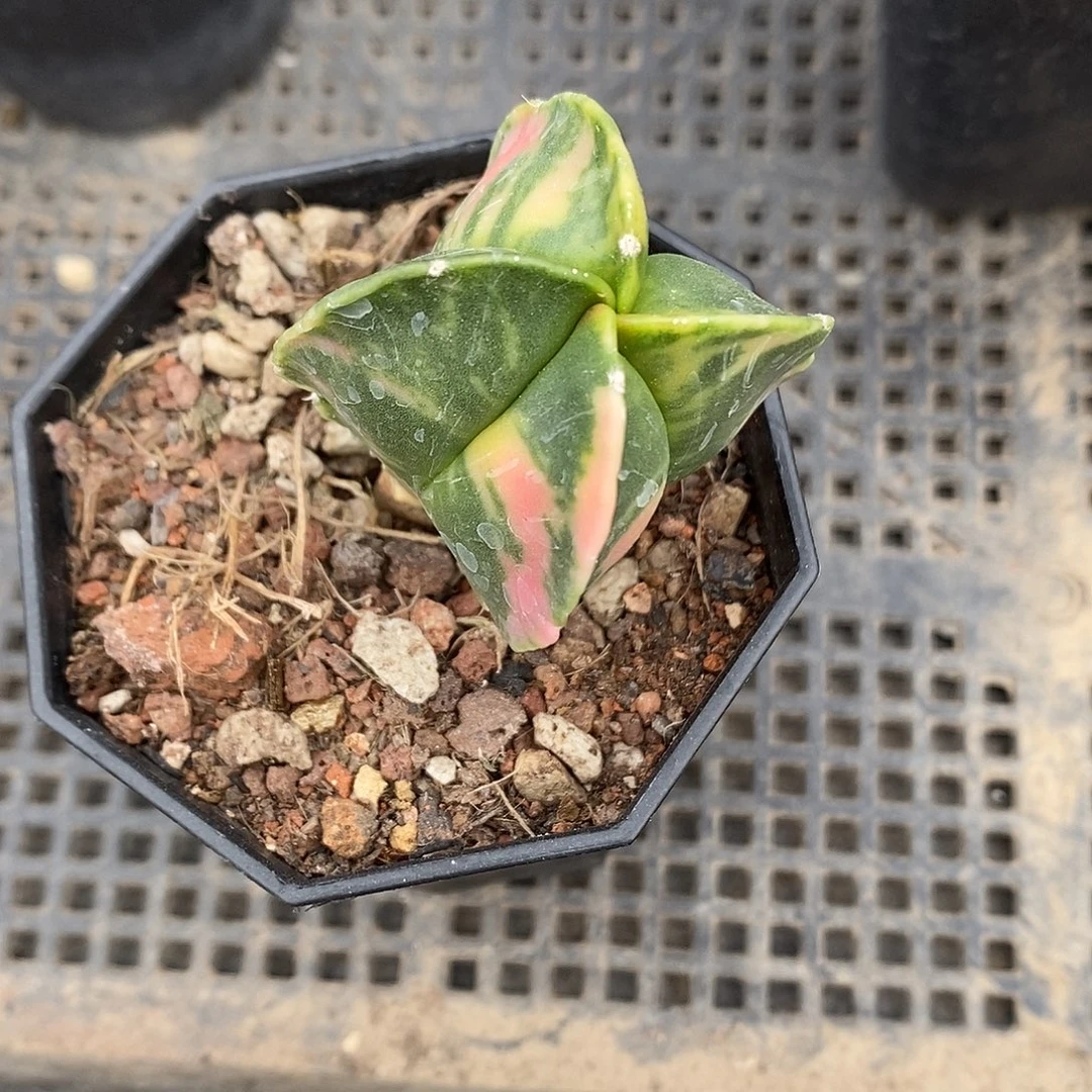 尚***綸实生  鸾凤玉锦4公分左右一物一拍