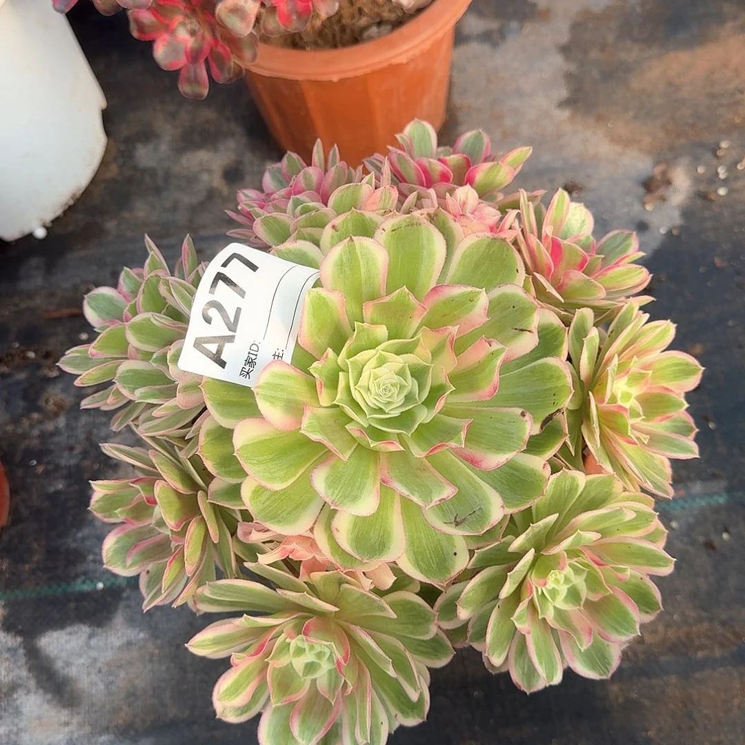 孔雀翎多肉法师277