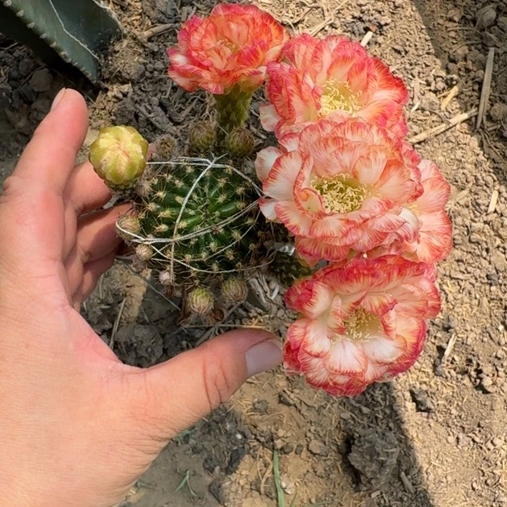 337丽花美3嫁接3公分左右掰花斑