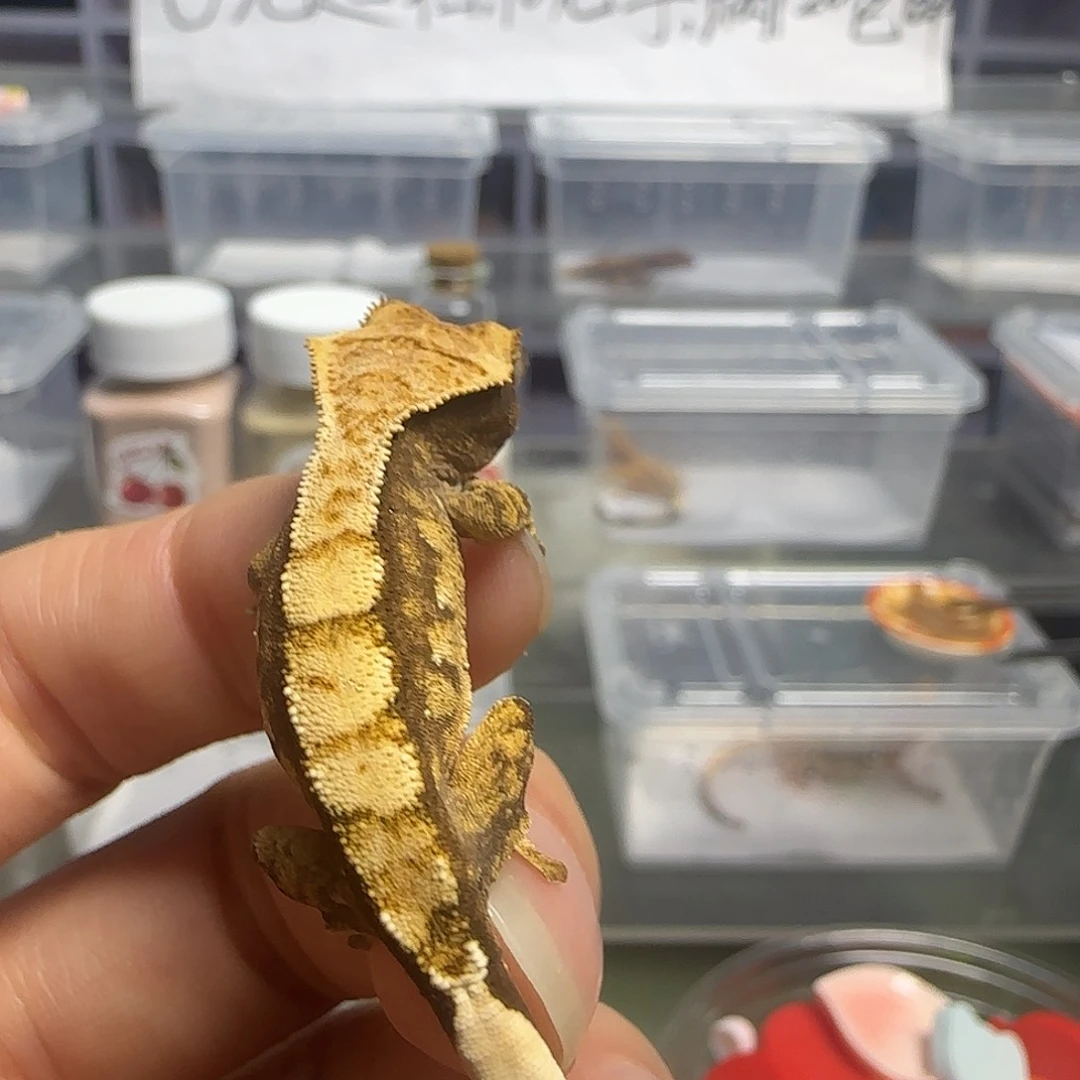 睫角守宫奶油睫角守宫大幼