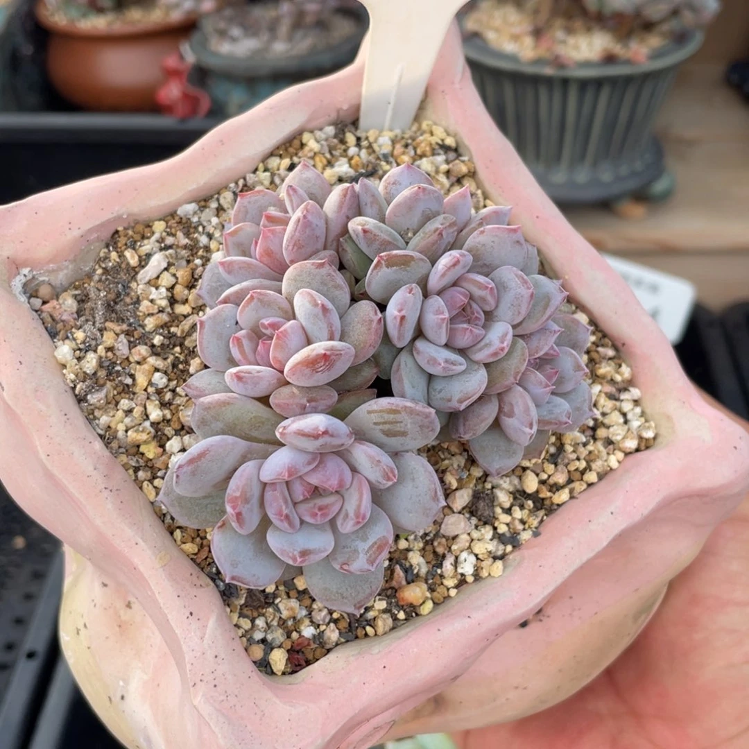 300星星橙不带盆8厘米