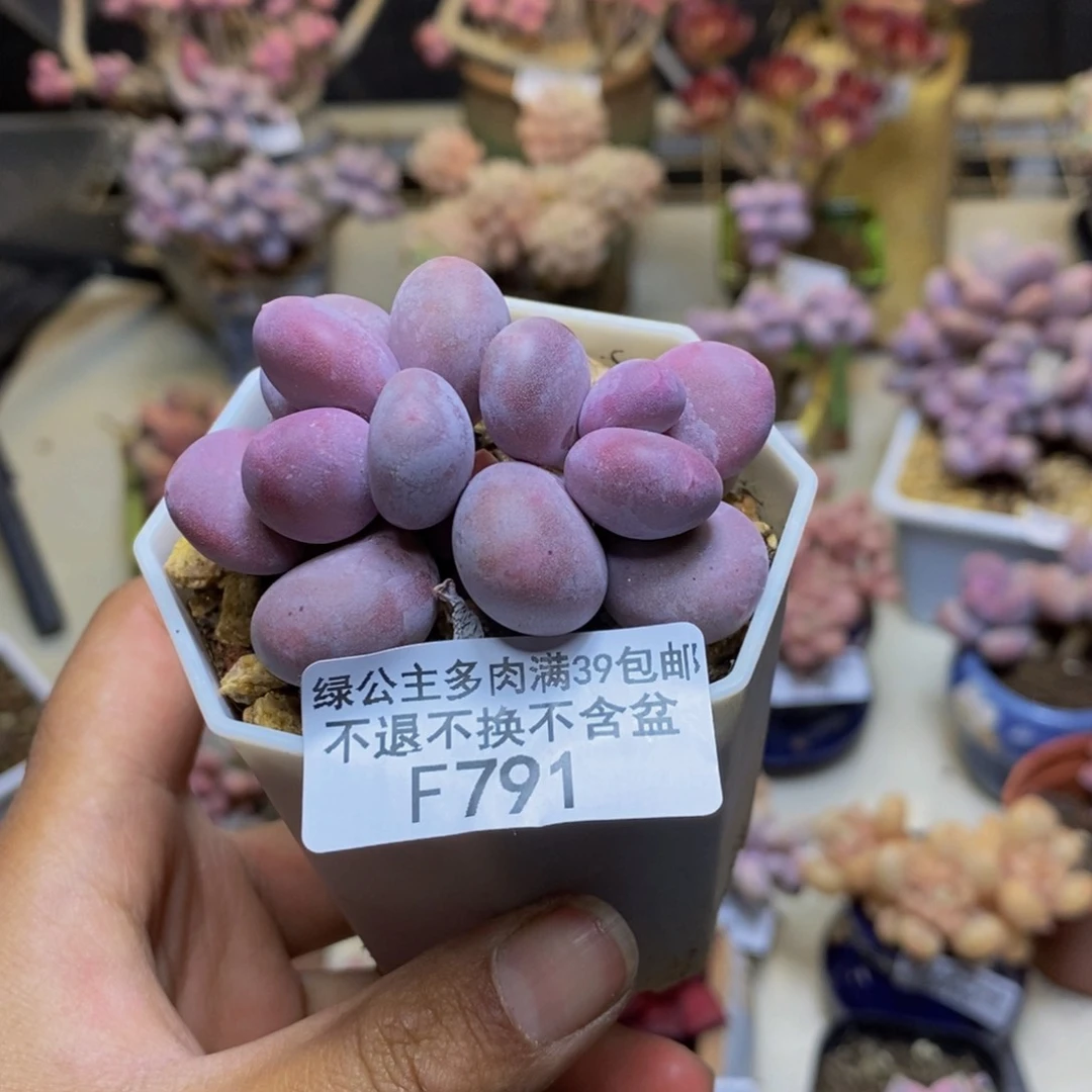 葡*萄791糖豆奶多肉4c m