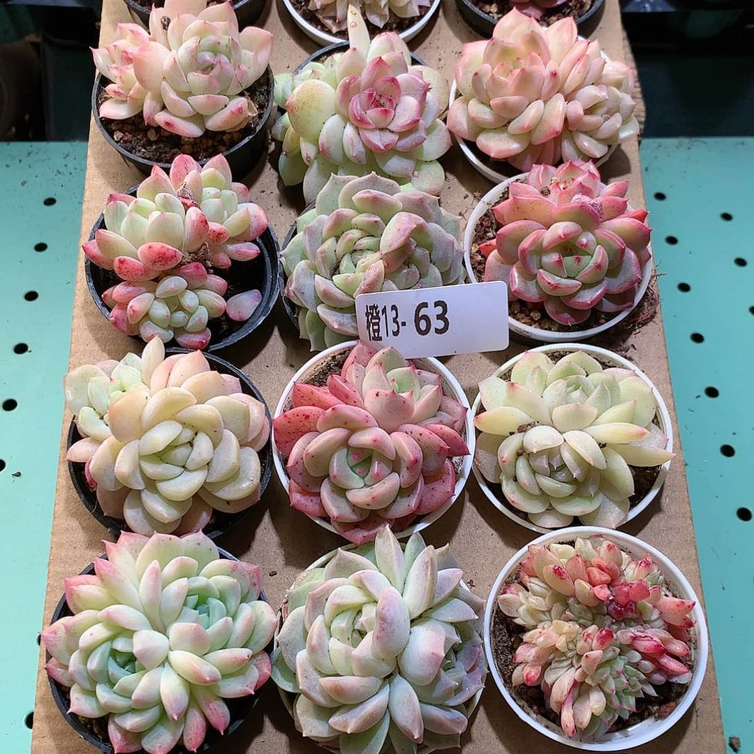 13-63一物一拍带盆18颗。