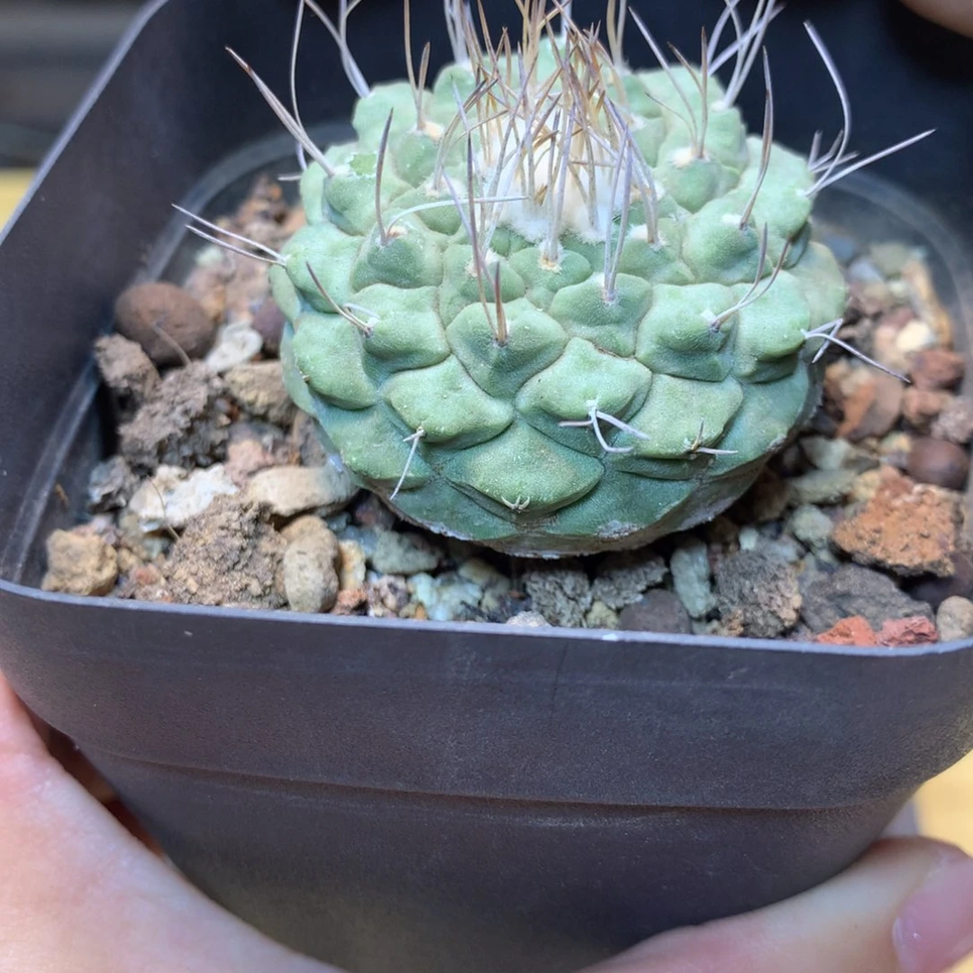 实生 控养老桩菊水4公分起带盆土发货