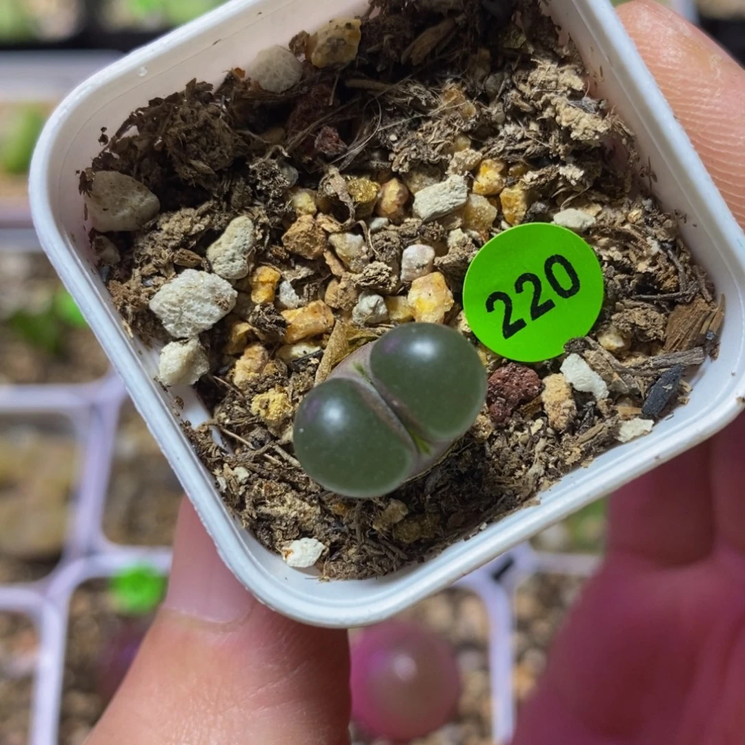 漂亮漂亮多肉植物220