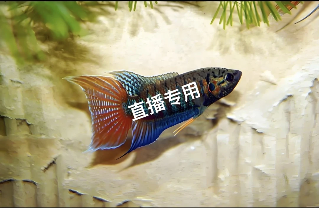 【直播间专用一物一拍】中国斗鱼