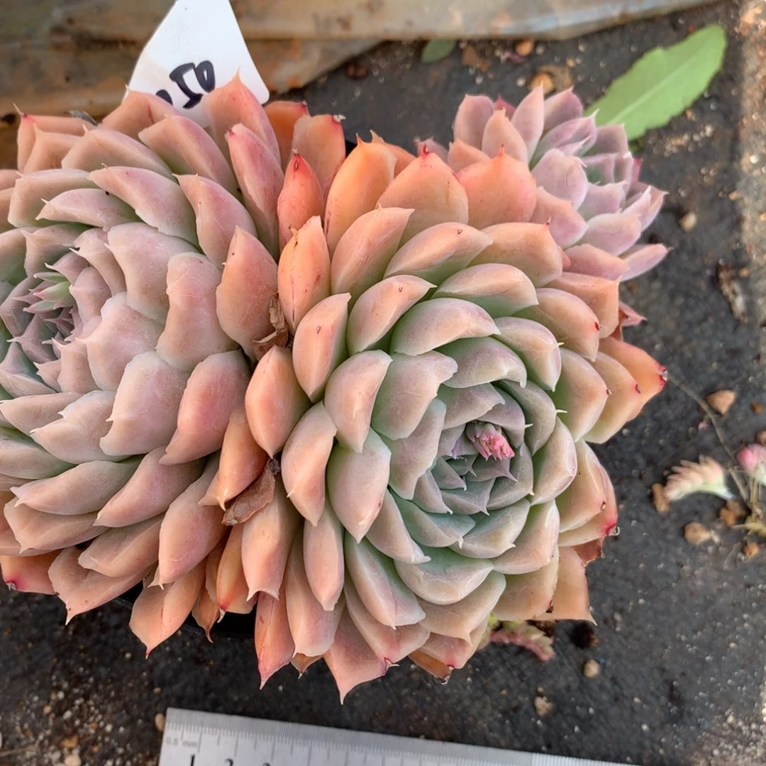 2050杂交多肉老桩