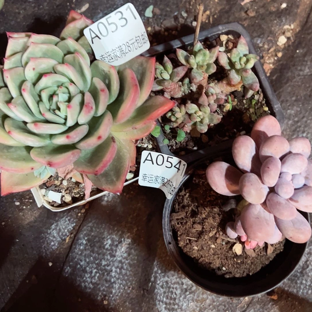 今****皮幸运的是我的朋友们