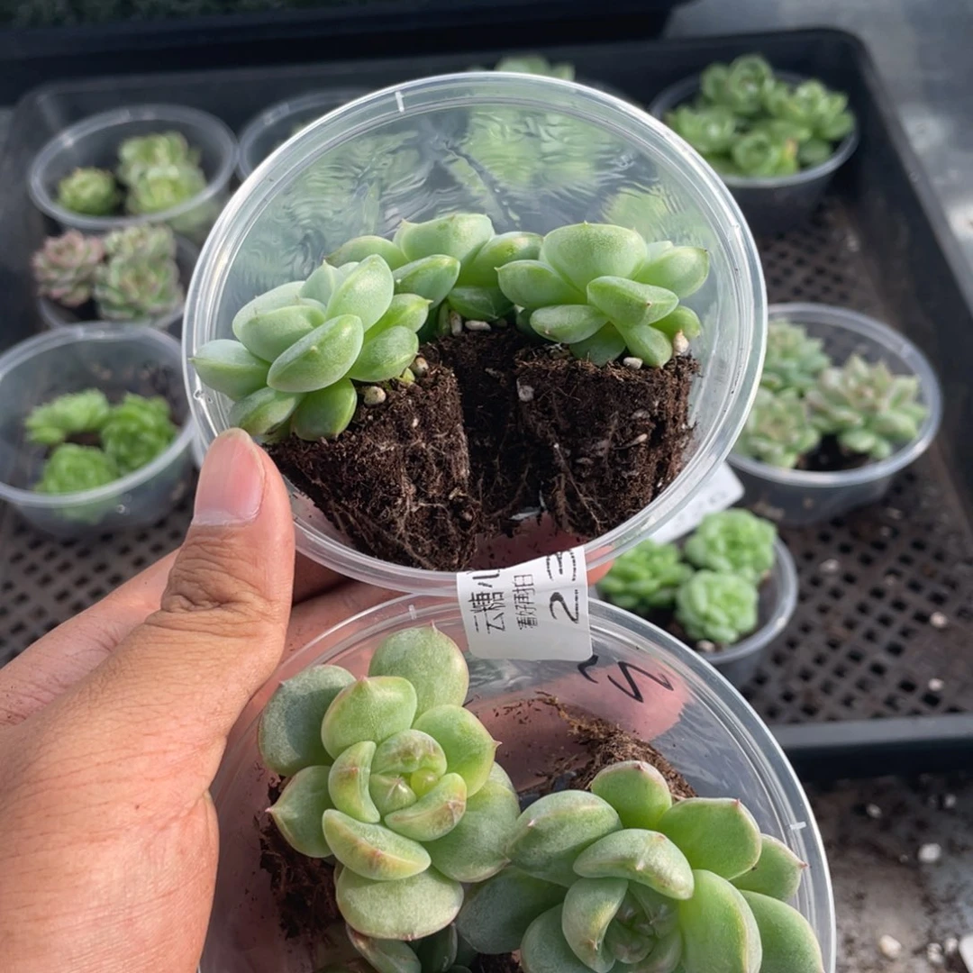 超***儿云糖心多肉植物231