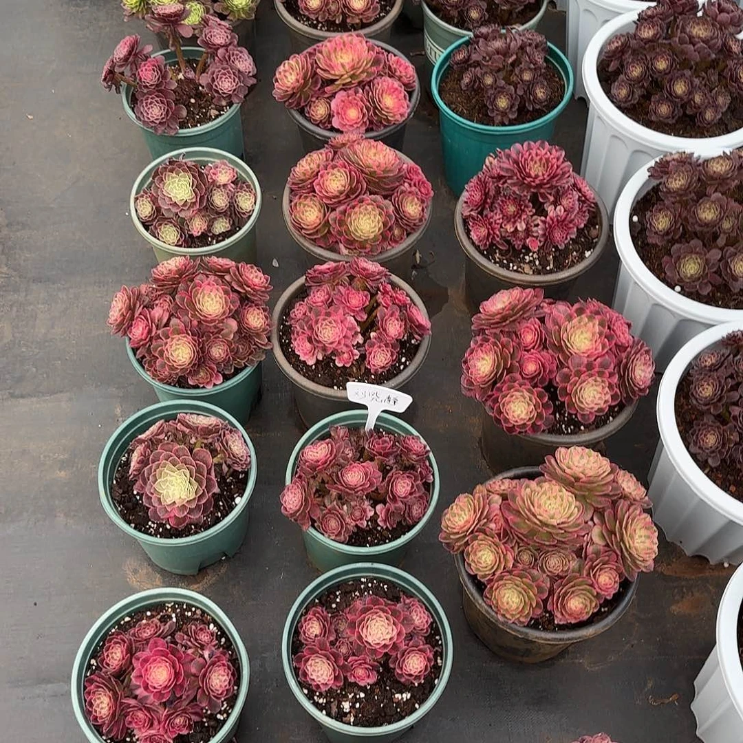 234多肉 荔枝 秋天发