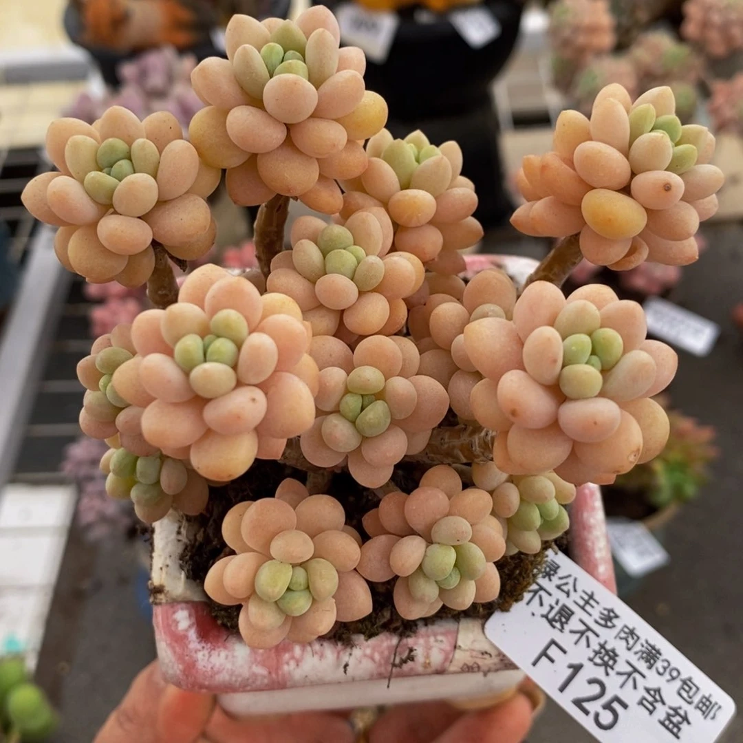 花朵鱼子酱125/8c m