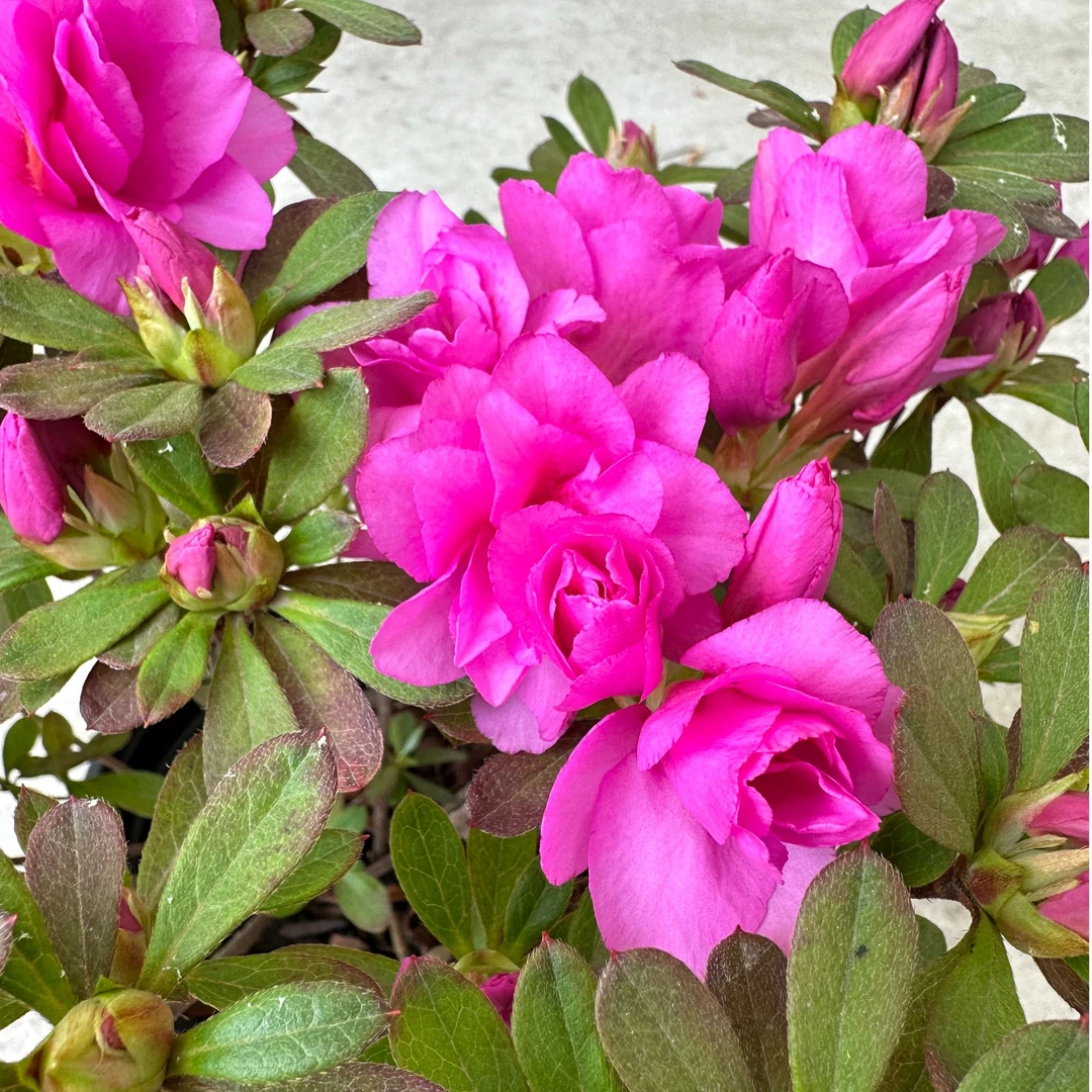 盛燕园艺【紫凤杜鹃】稀有品种长花期室内外盆栽地载高35cm冠幅30cm