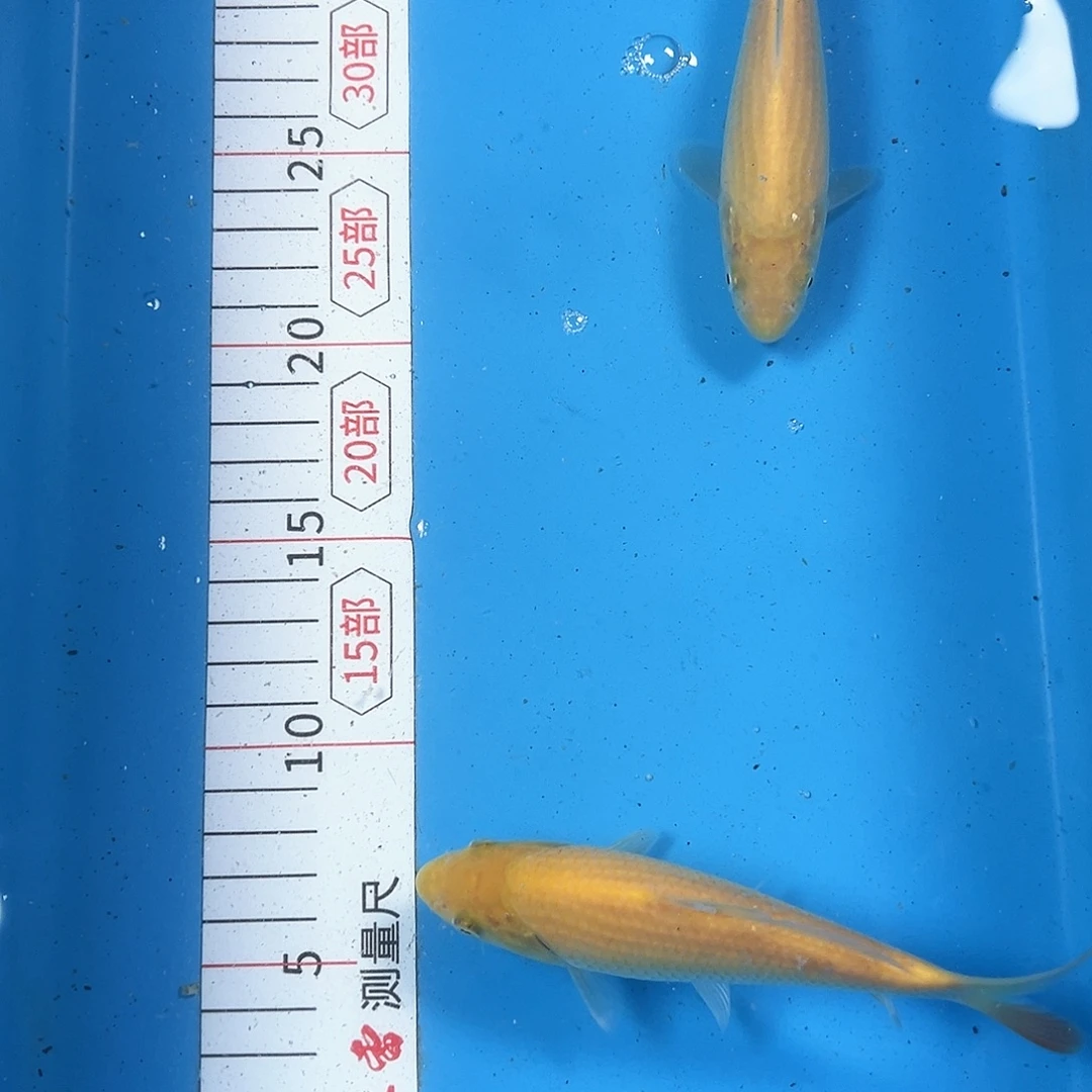 锦鲤鑫泓锦鲤养殖