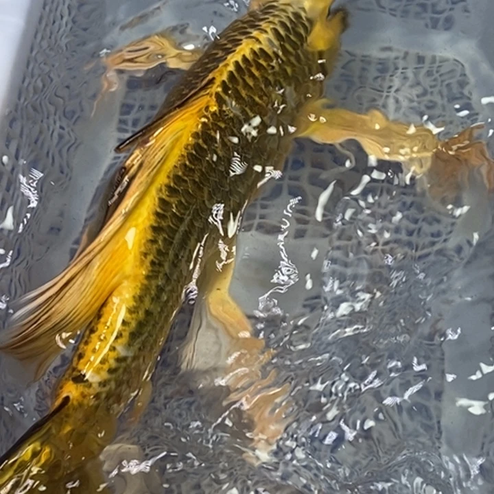 锦鲤冷水锦鲤（无开箱视频不售后）