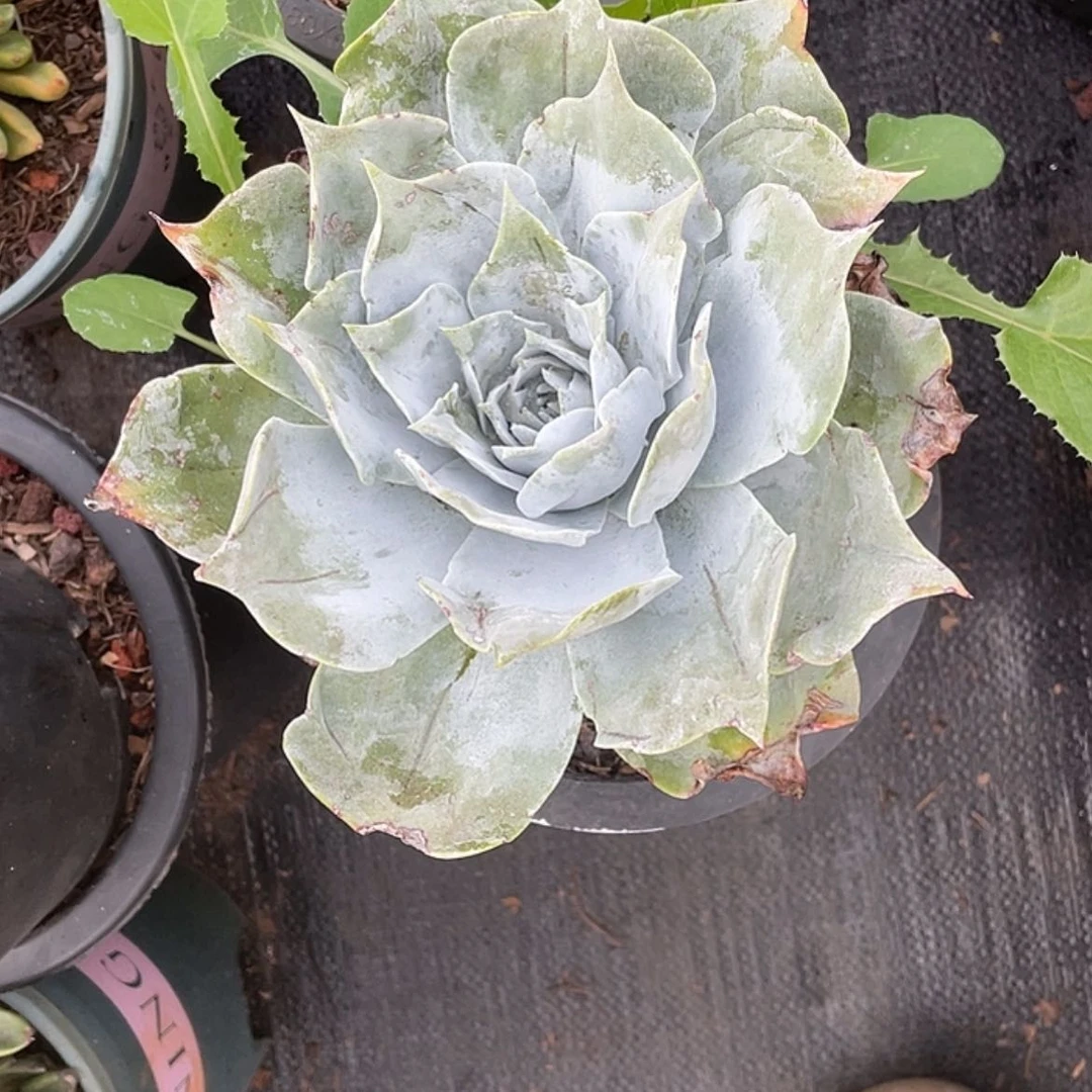 【闪购商品】妖*花朵老庄