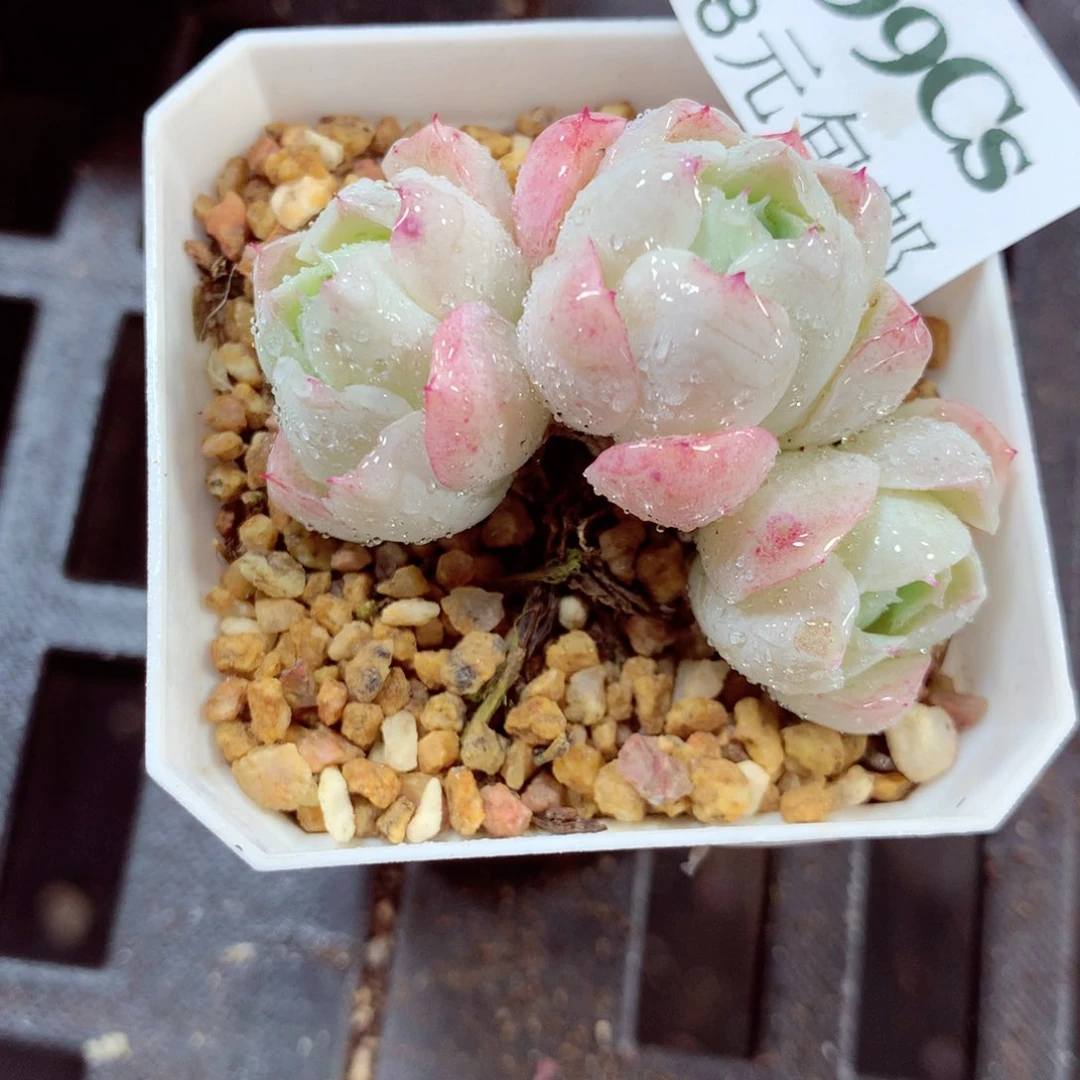 5厘米盆精控多肉399