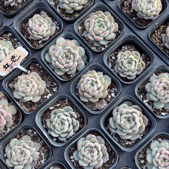 红恋一颗量拍多肉满20包邮初7发