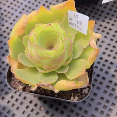 924 裸根不带土发货福利