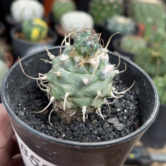 当前无花栽培后可以开花实生球水球娇丽