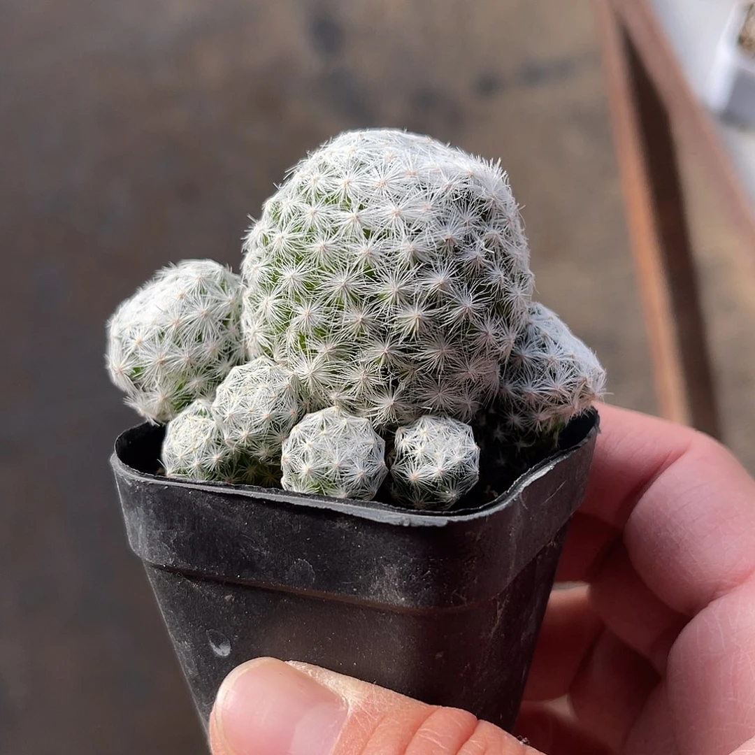 一物一拍下单包邮