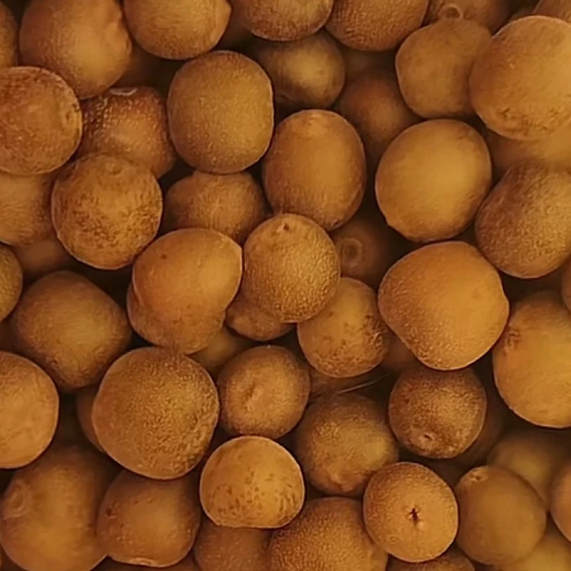 大山上新鲜采摘甜蜜多汁细腻软糯的野生猕猴桃