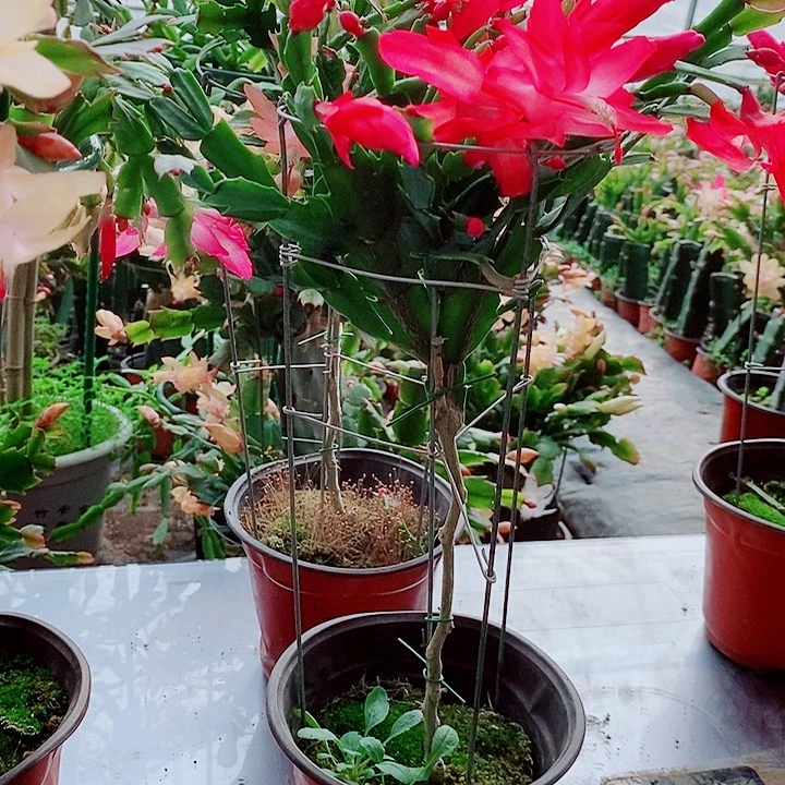 一***花无花朵叶仙嫁接一物一拍