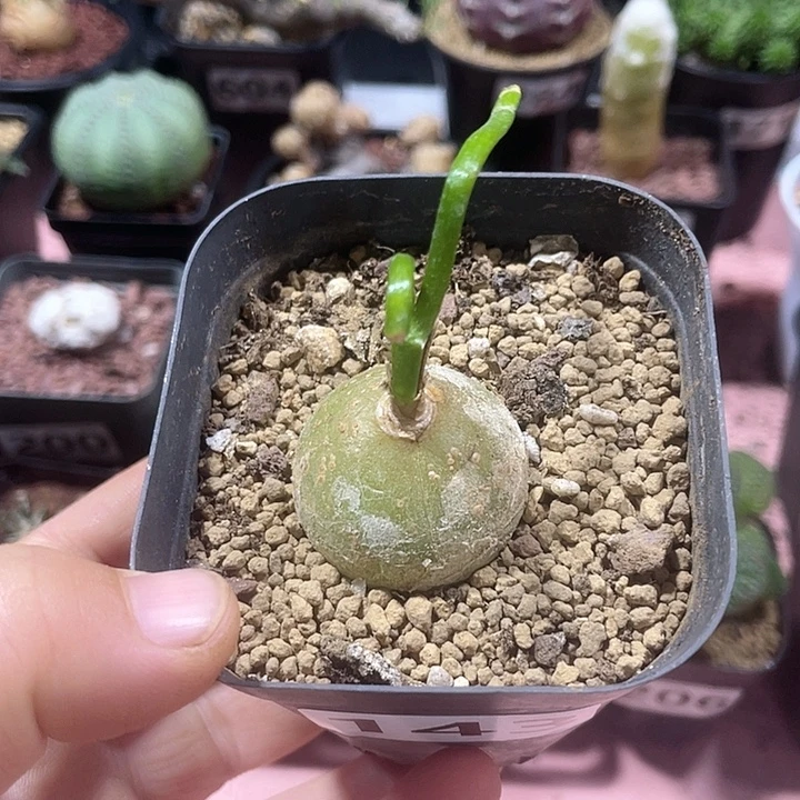 143大型仓角殿块根