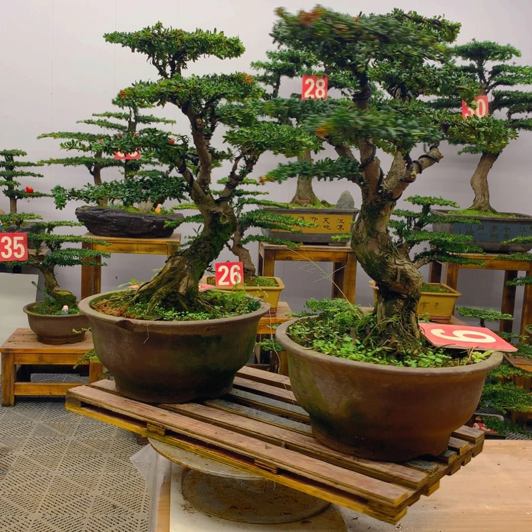 不开花植物一对罗汉松盆景