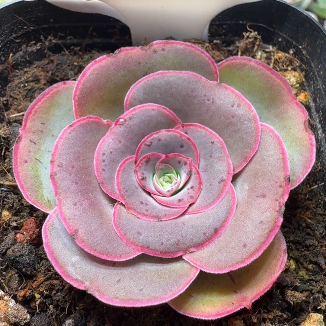 楹楹-868-冠幅  4CM