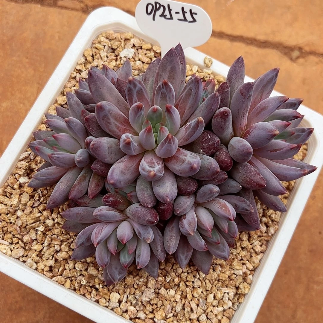 0925-55厚粉虞美人。