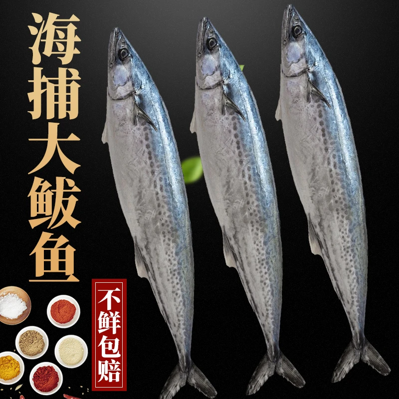 威海海鲜深海鱼燕鲅鱼蓝点马鲛鱼大号鱼小船品质鲅鱼白腹扁马鲛