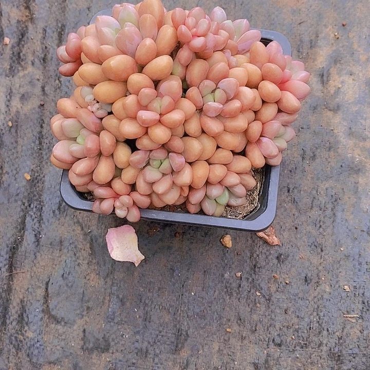 大***狮先峰派多肉植物老桩