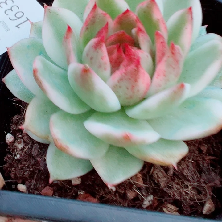 绿水晶锦多肉植物1633