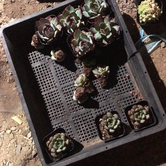 用***8冰雪大世界位于上海市中心