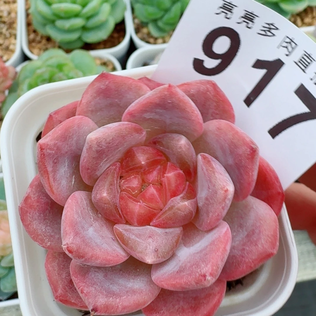 琥珀            精美多肉植物