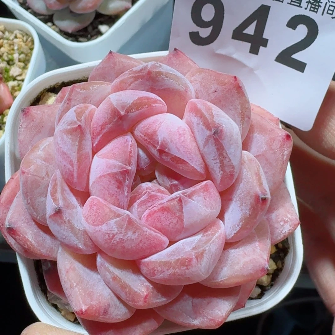 冰魄         精品多肉