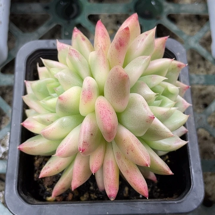 冰心公主锦一物一拍