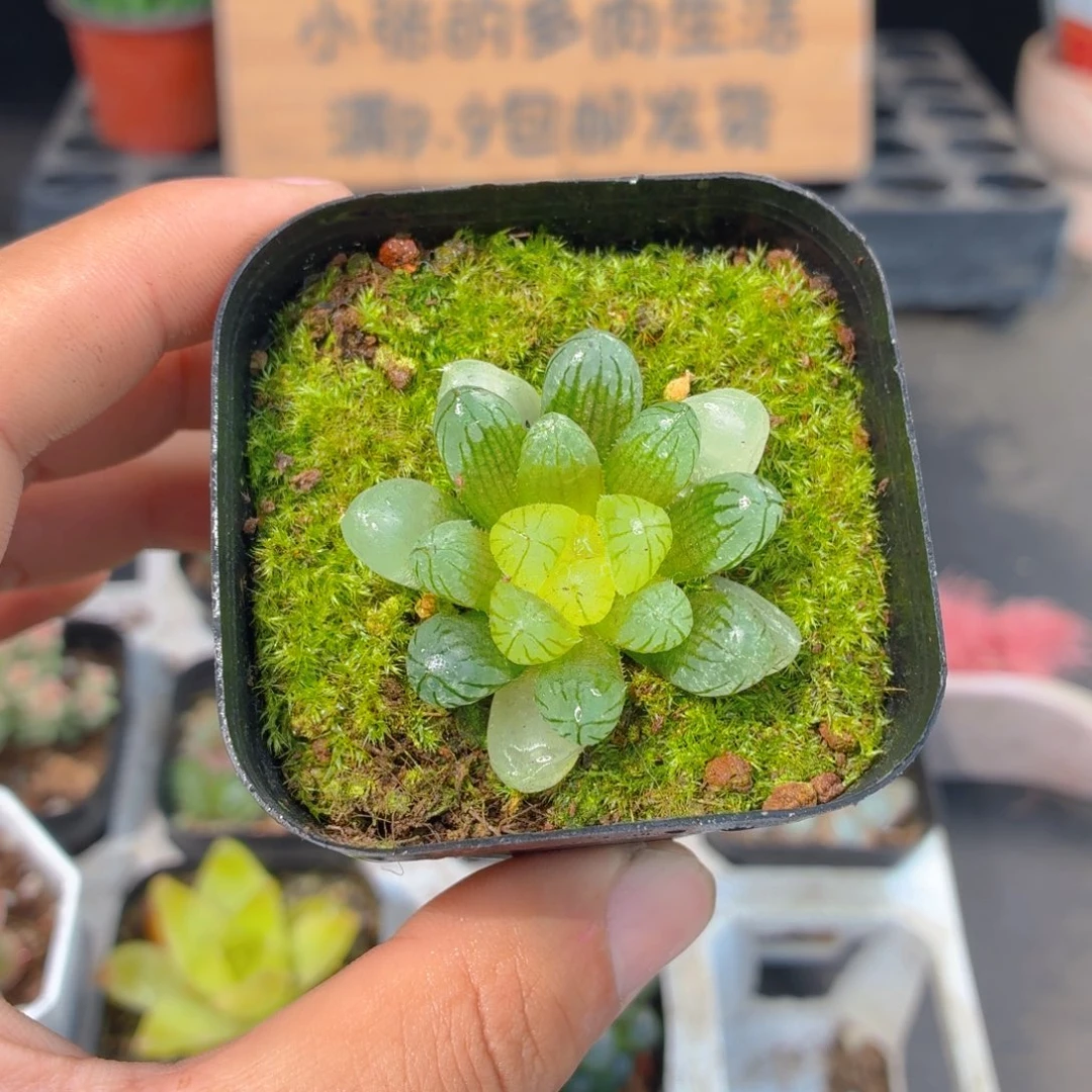 琥珀玉露多肉9.9包邮发货