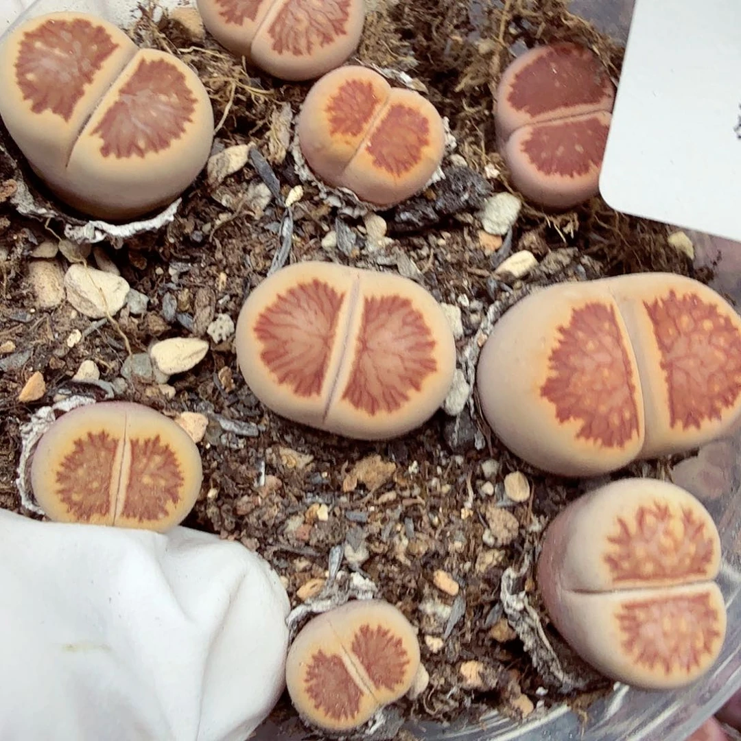 好喜欢看肖蘸在这首106是