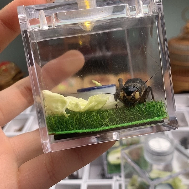 油葫芦生态盒送油葫芦