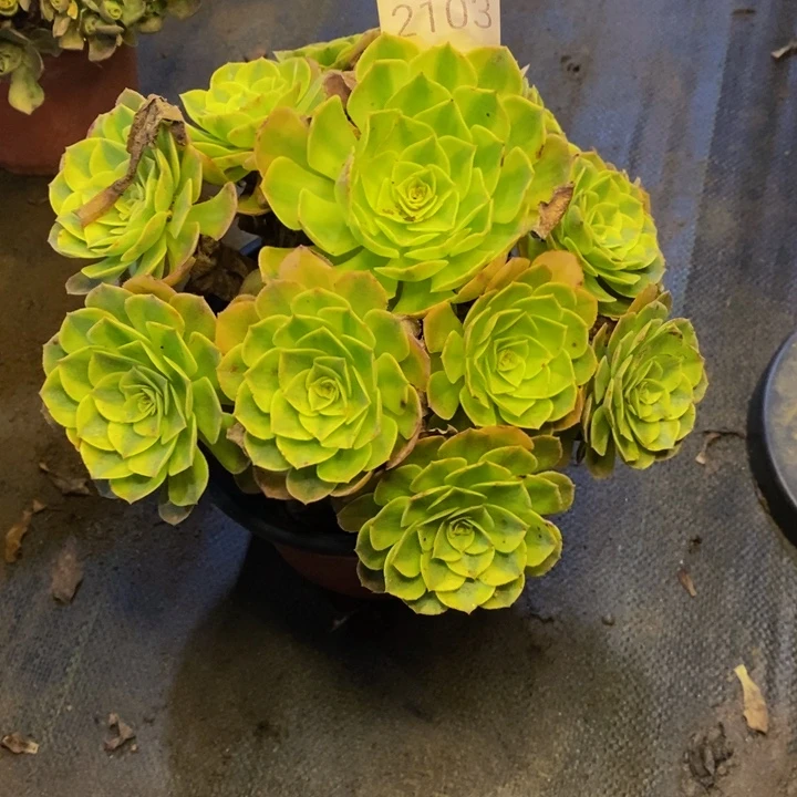 雨荷多肉断头不包2103