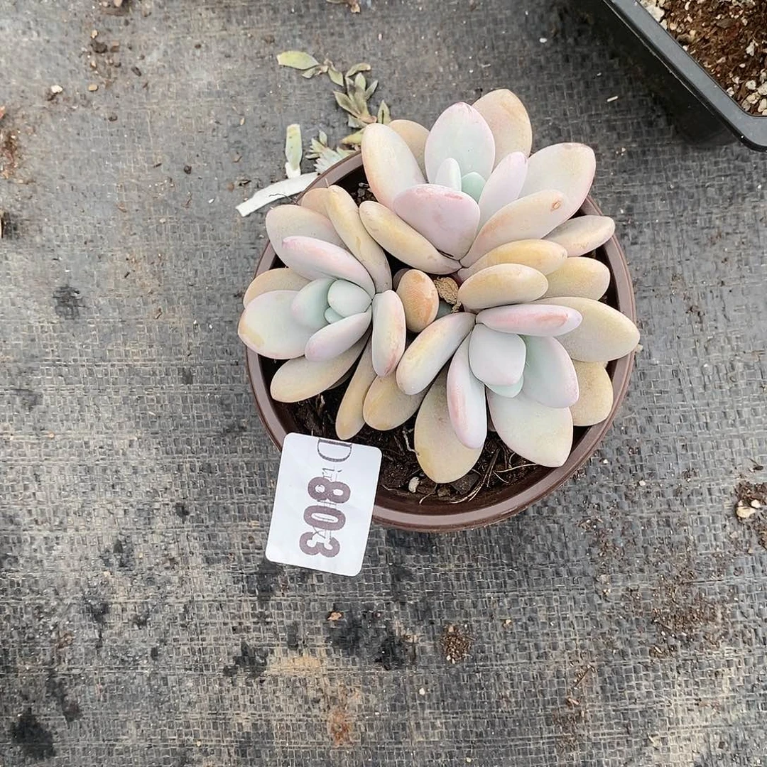 南**～803粉兔多肉植物